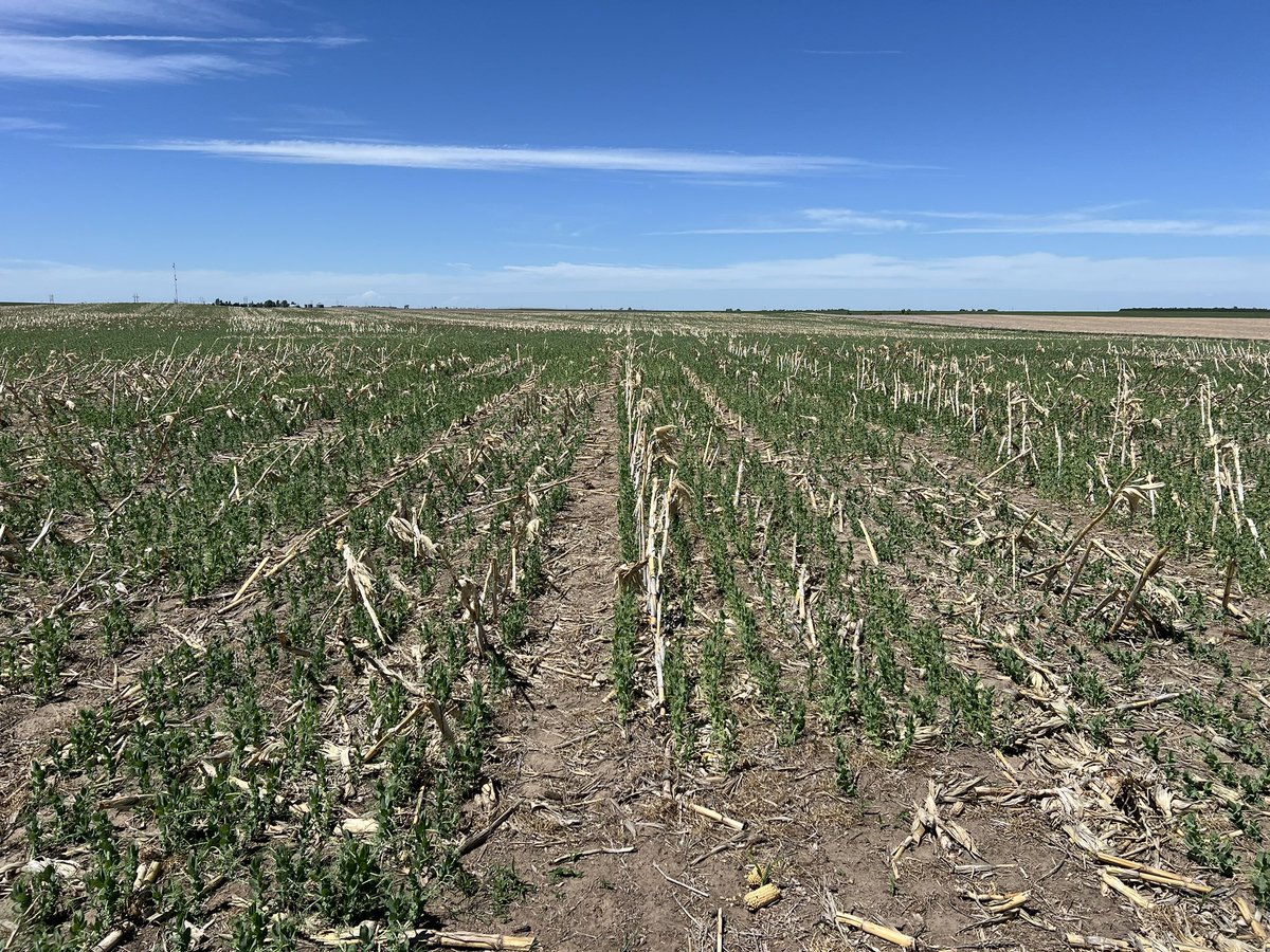 Dipak Santra tweet media