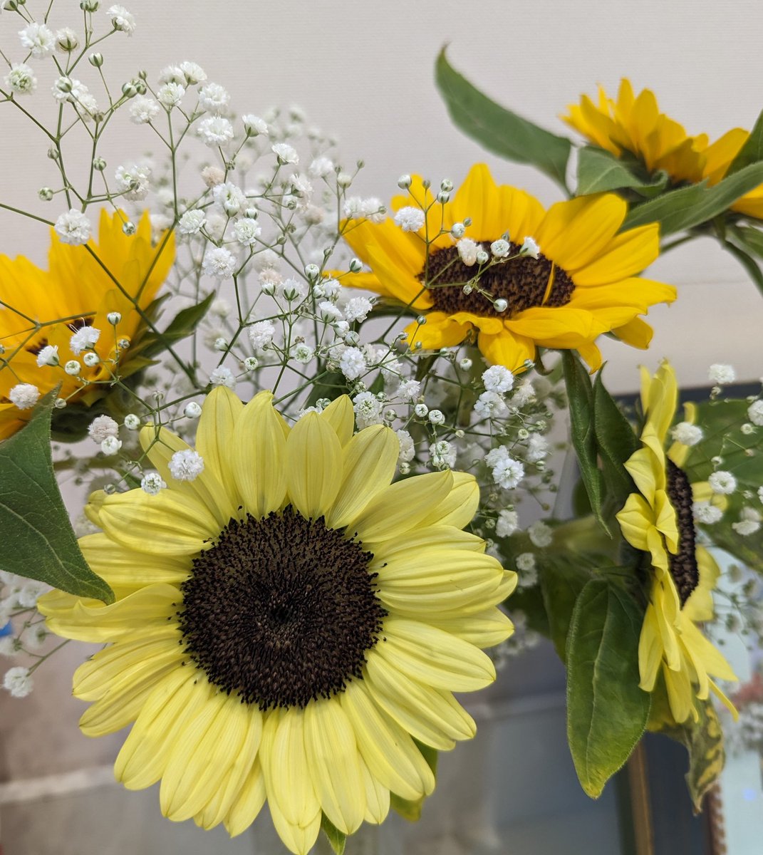 anri2347's tweet photo. みんな見てみて、ひまわりだよ〜🌻 https://t.co/KdECZQFM3o