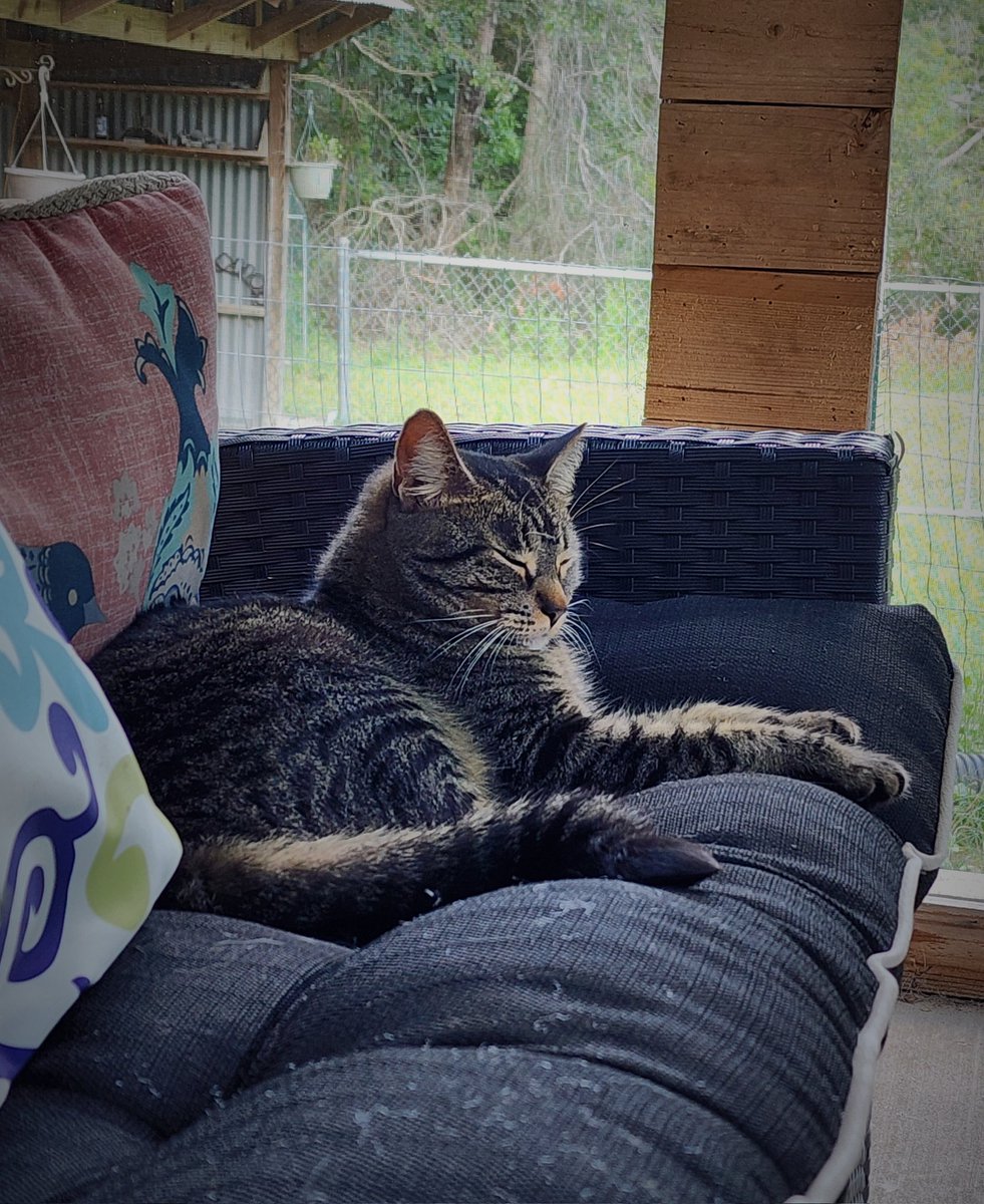 My writing partner decided to nap instead of micro-manage me! 🤣