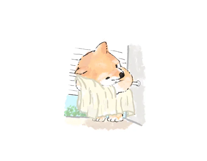 乙女柴犬 
