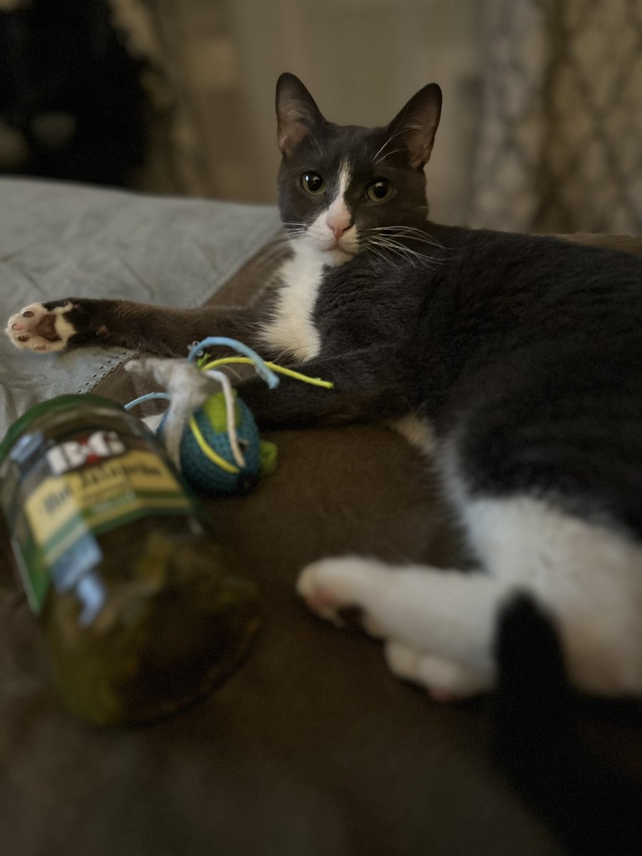 gothrowup's tweet photo. Imagine hating on me and I'm just in my room eating sliced pickled jalapenos with my cat https://t.co/WmjWixOZBW