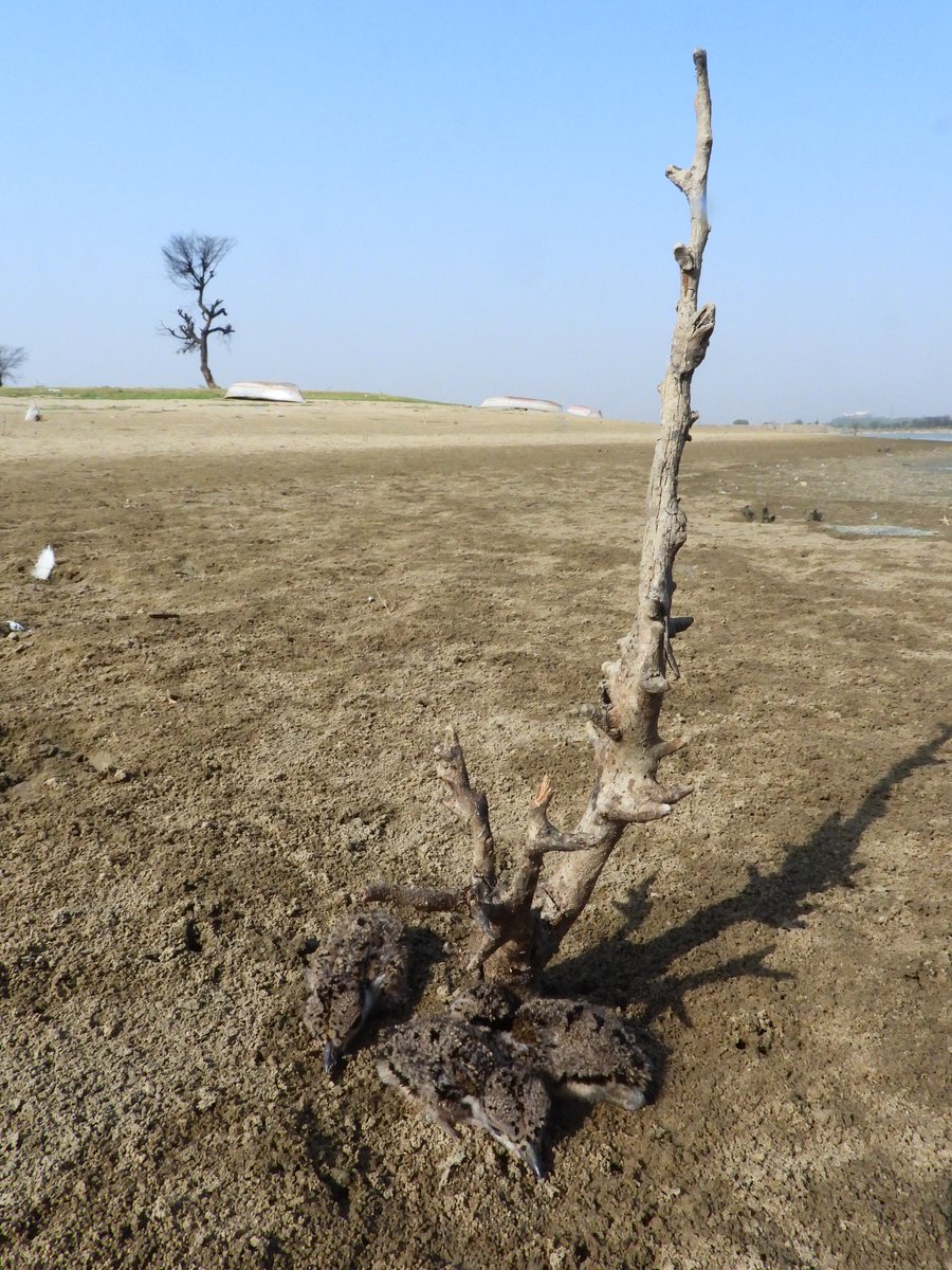 kishanm05's tweet image. "SURVIVERS"
JUVENILES OF RED-WATTLED LAPWING 
Barkhera-Chandlai lake, Shivdaspura, Jaipur, Rajasthan
10062024
#juvnile 
#lapwing
#nowater
#dry
#bird 
#rgsustain
#vanakriti 
#greenhub
#kishanmeena 
#barkherapond
#chandlailake 
#shivdaspura
#copyrightkishanmeena