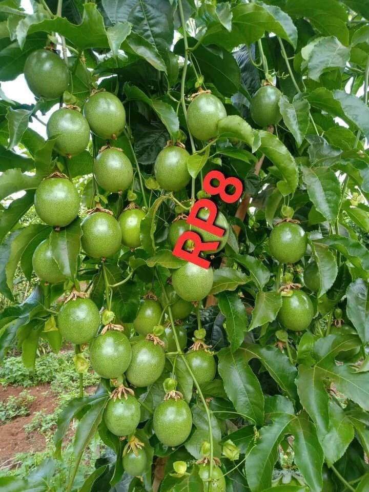 Giống chanh dây RP8 do cty thông đỏ sản xuất là lựa chọn tối ưu nhất cho bà con nông dân. Đặt giống xin lh 0987999836