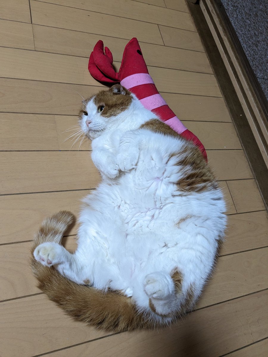 tomifukucat's tweet photo. 食欲が回復しないので再生医療は諦めました。奇跡おきないかな… https://t.co/Hm2QHB69lp