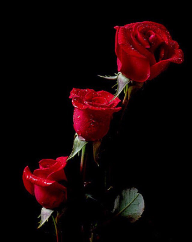 SeemaYousef's tweet photo. @krramcnc Happy day https://t.co/9Qo7g4o18U