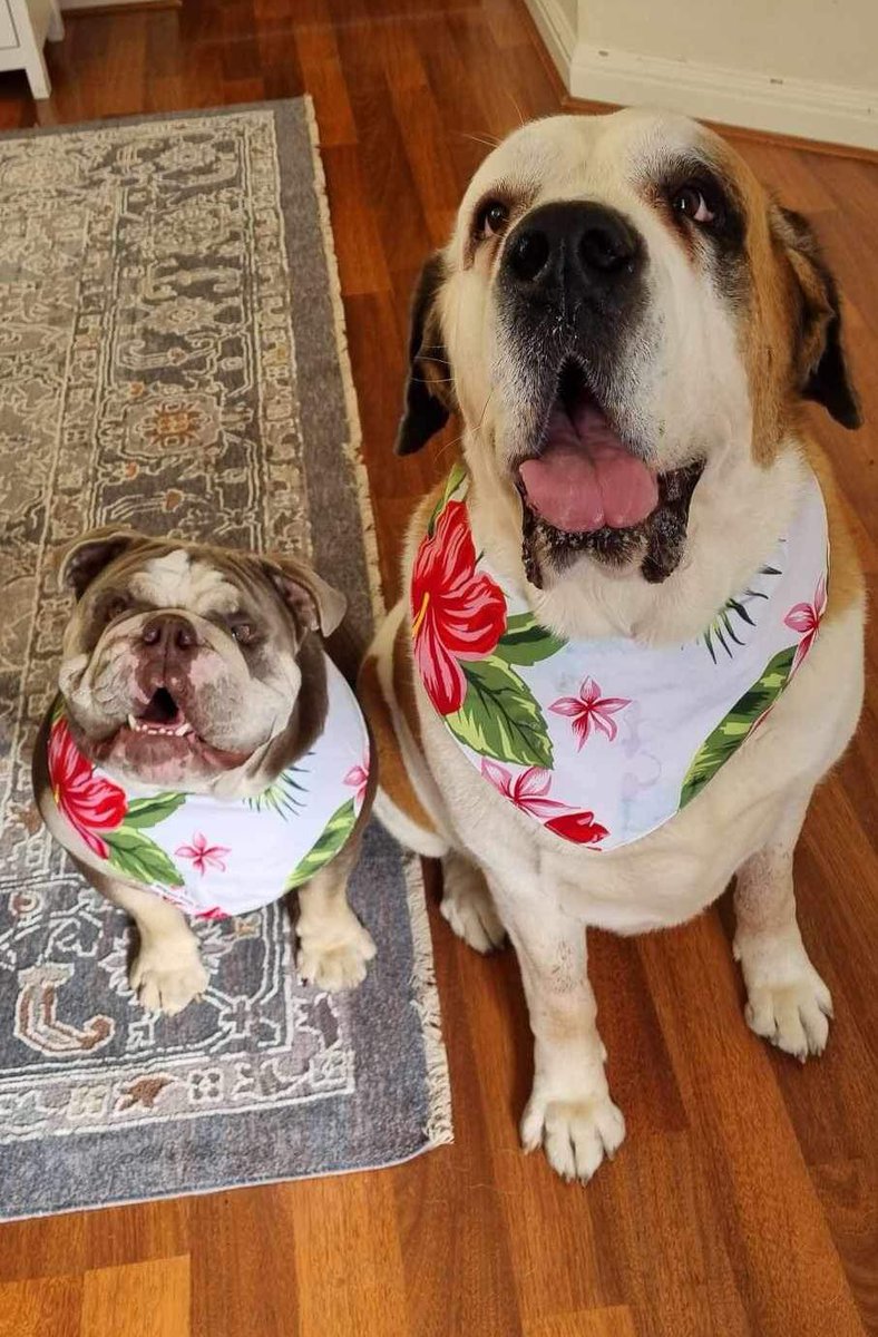 NikkiVanBlair's tweet photo. Anyways here are my dogs celebrating #SamoaDay πΌπΈ https://t.co/Th6zDewxiI