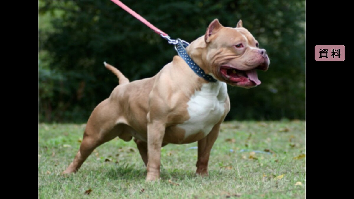 ピットブル様限定② 堅苦しい 