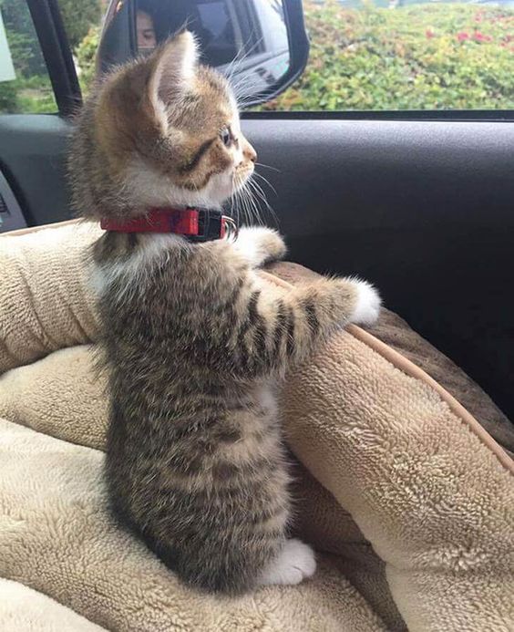 cutest cats (@cutestscats) on Twitter photo 
