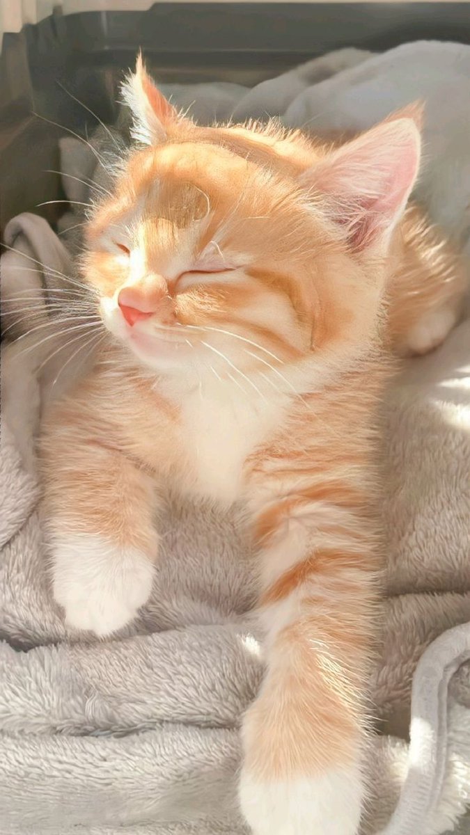 cutestscats's tweet photo. https://t.co/1Oi7PIAr12
