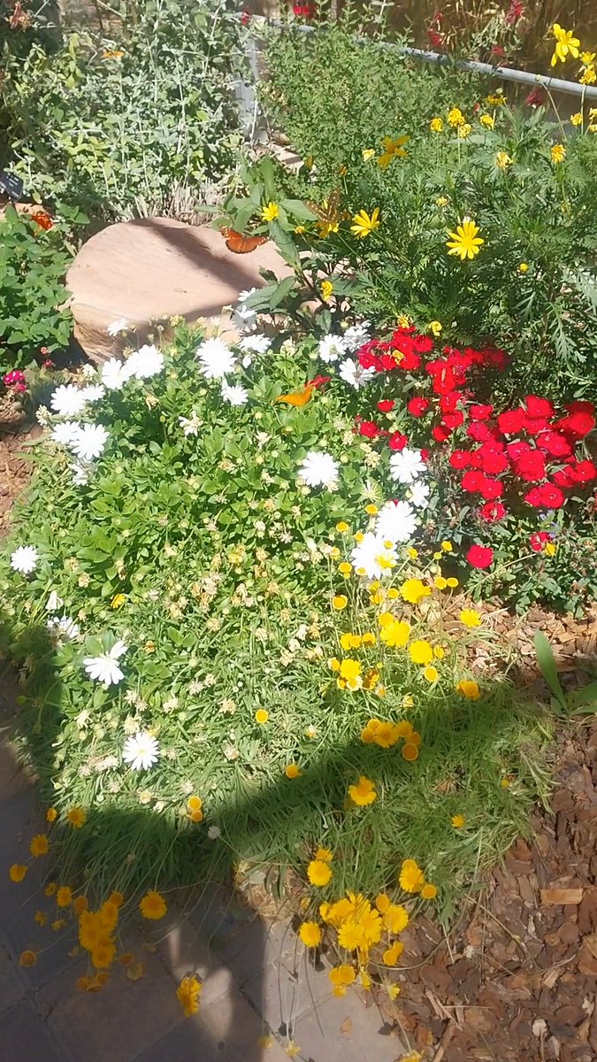 Chi_Chic's tweet image. How many butterflies do you see? #butterflyhabitat