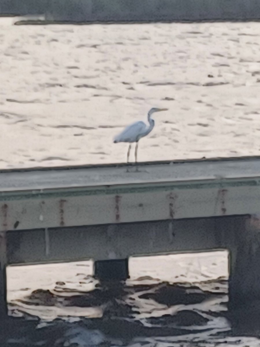 bydavidsteinman's tweet image. #Louisiana is ranked 50th in the nation for just about every health category and is a Constitutionally forsaken land. But I so love it and its people. I hope you enjoy my new story "As the River Flows" davidwilliamsteinman.com/blog/as-the-ri…