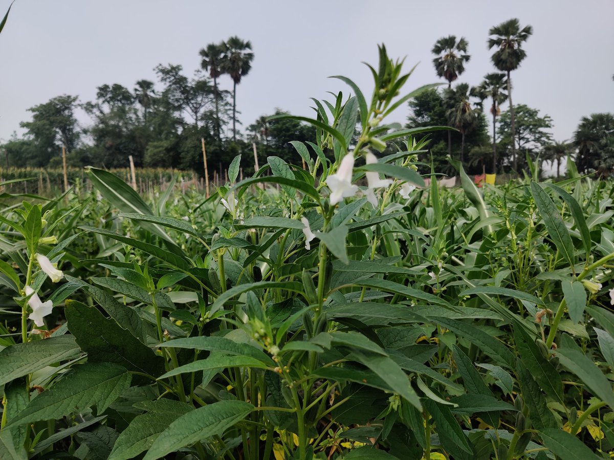 aviatoramarnath's tweet photo. ये क्या हैं? किस फसल का पौधा है?
#Farmers #Oilcrop #teel https://t.co/vQJmYN6G5y