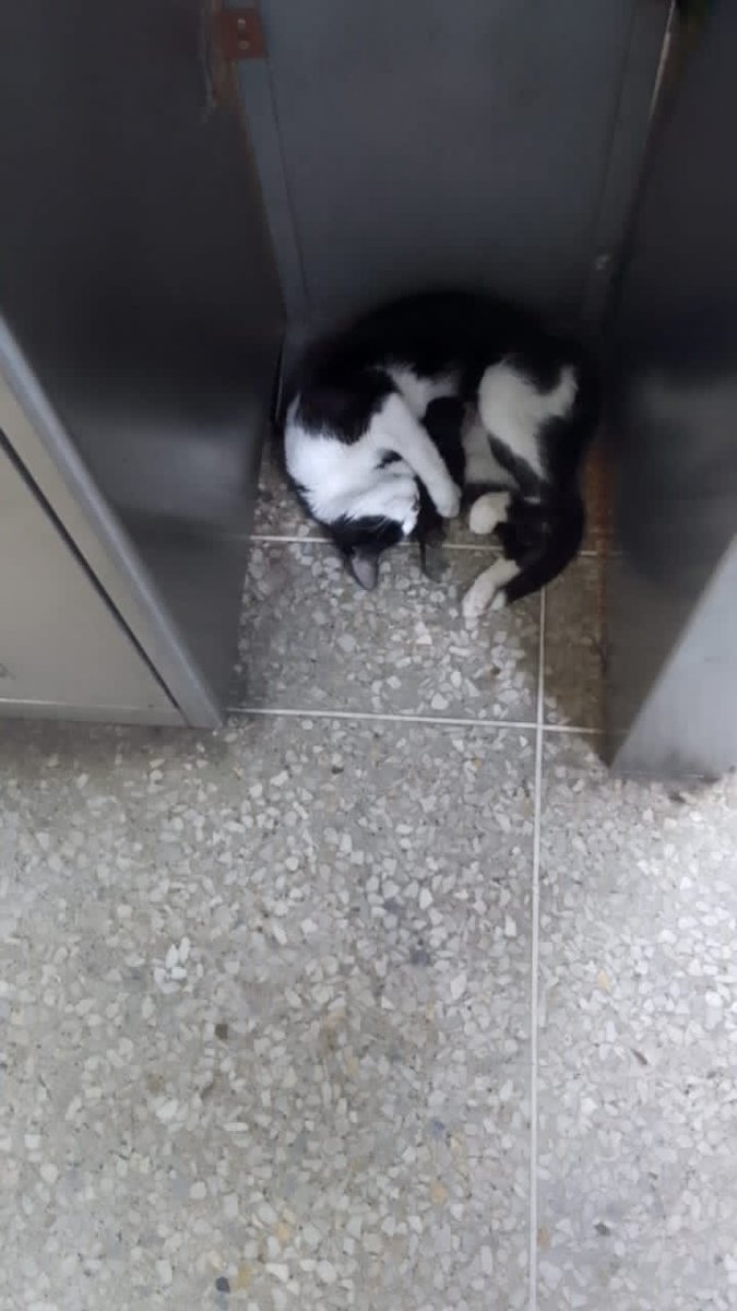 yaracalcagno's tweet photo. Difundo. Estación metro colegio de ingenieros... urgente por favor un resguardo... https://t.co/zC7uaX3yE2