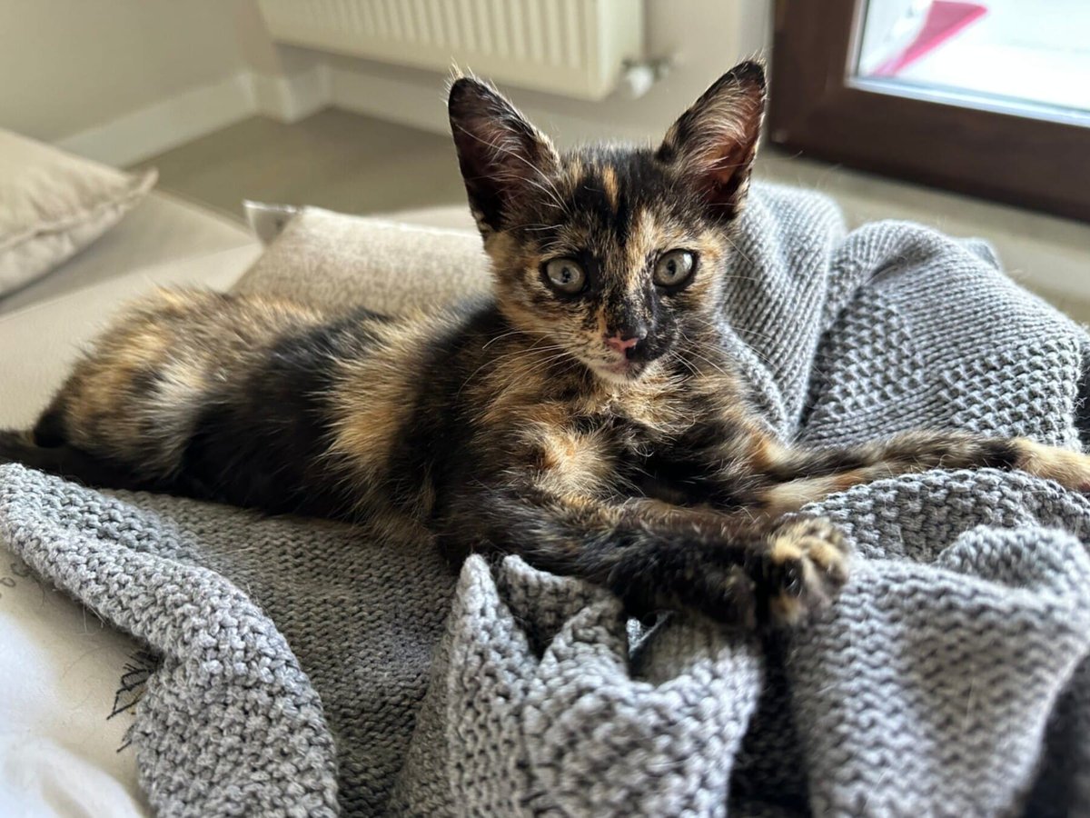 1.5 aylık şapşik yuva arıyor
Merhaba bu şapşiği 2gün önce arabanın motorundan 3 saat uğraşmam sonucu çık...
Konum: Gölcük/Kocaeli, Türkiye
Detay: miyavru.com/ilan/1-5-aylik…
#kedi #köpek #miyavru