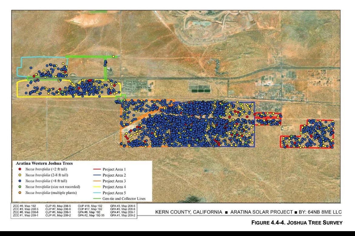 nettermike's tweet image. They are going to start cutting down 4000 Joshua Trees tomorrow for a solar farm. With panels probably made in China

Each blue dot is a Joshua Tree over 8 ft tall (at least 80 years old). It seems there are just as many loopholes as there are protections now. 

Most of these…