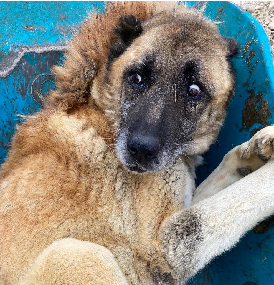 Bu vahşeti durdurun!
#şanlıurfadakatliamvar 

Şanlıurfa'da günlerdir kuduz gerekçesiyle köpekler toplatılıyor, öldürülüyor.

Birkaç gün önce yetkililer bir kuduz vakasının görüldüğünü açıkladı ve karantina ilan edildiğini duyurdu. Ancak kuduza ilişkin herhangi bir rapor, belge