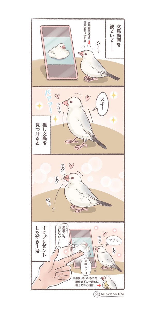 文鳥動画で気に入った子を見つけると素嚢シードのプレゼントをしたがる1号
#文鳥 
#4コマ漫画 