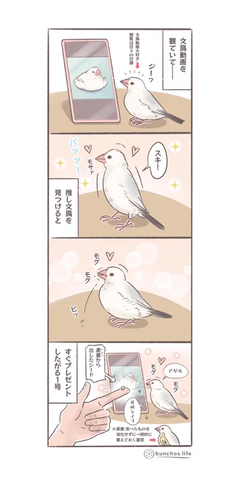 文鳥動画で気に入った子を見つけると素嚢シードのプレゼントをしたがる1号
#文鳥 
#4コマ漫画 