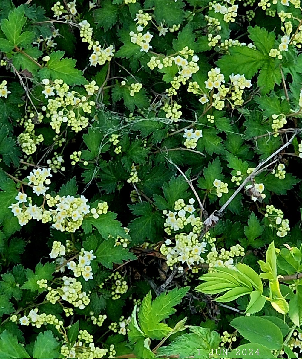LaceShrub - Search / X