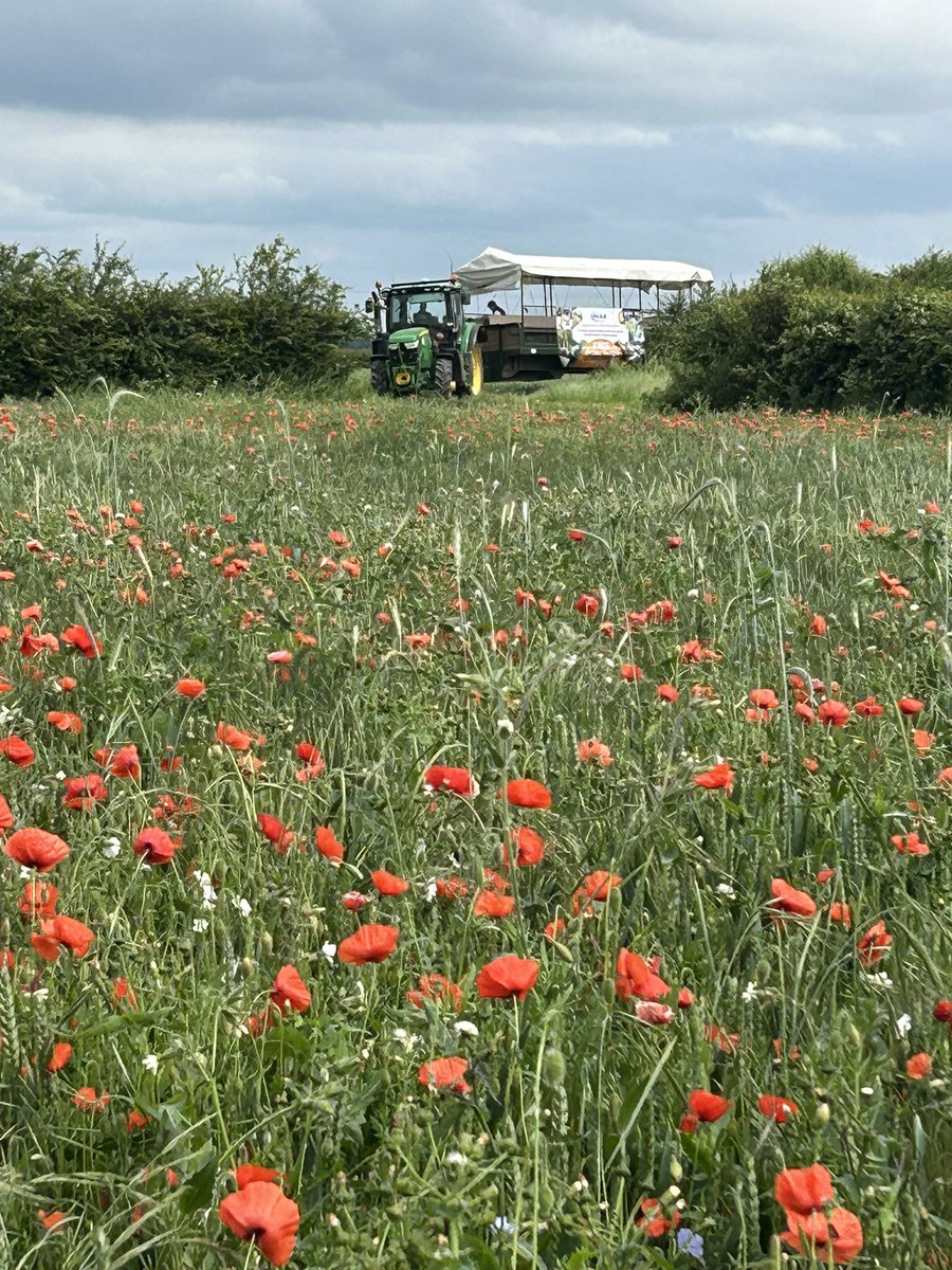 SipcamUK's tweet image. Sipcam UK’s @WoodheadStewart &amp;amp; @willynic were in Cambridge last week visiting @niabgroup interesting diverse weeds open day #blw #cultivation #weedmanagement