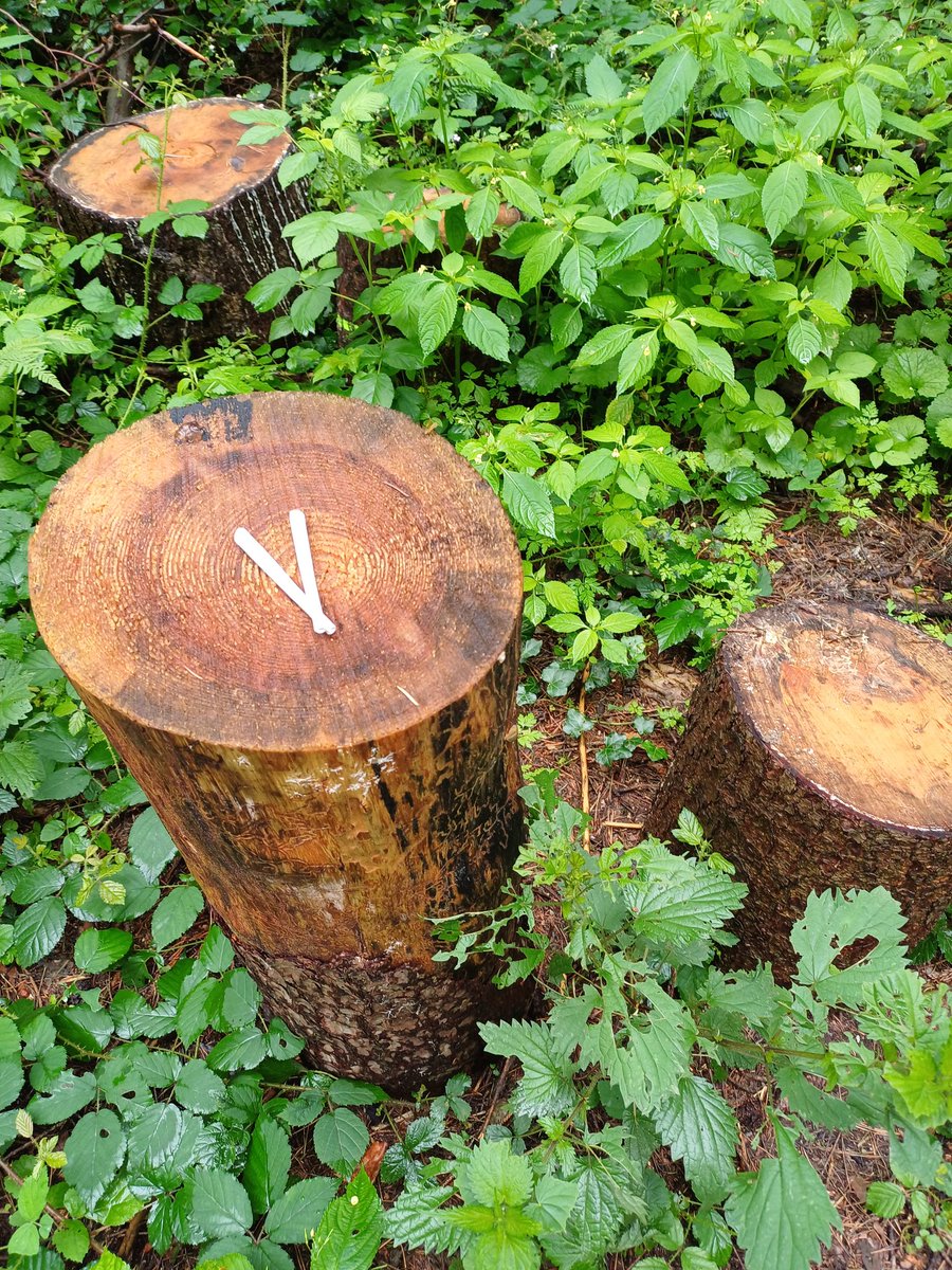 #Mittagspauseimwald
Mal schauen ob ich heute wieder Besuch bekomme......
Bin jedenfalls vorbereitet ✌️💚