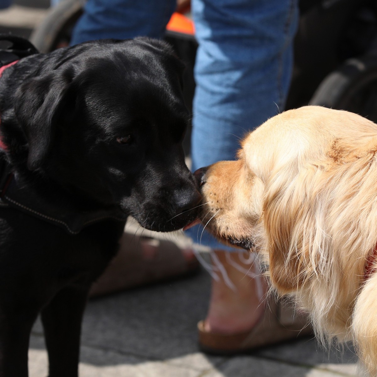 BMA_NIRDC's tweet photo. BMA Northern Ireland would like to formally thank the very good boys and girls who joined us during the rally at Stormont and all of our hospital demos. πΎ
#DemoDogs #DoctorStrike #PayRestoration https://t.co/FNLmoTO4z6