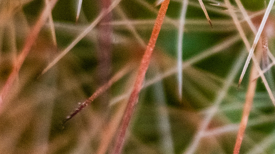 PacoCreagraphix's tweet photo. Fotografía macro a un cactus.
Haz click sobre cada imagen para ver en detalle.
#CactusGulch #cactus #cactusmania #fotografíamacro #creagraphix #fotografia #plants https://t.co/0HmtvVjyFI