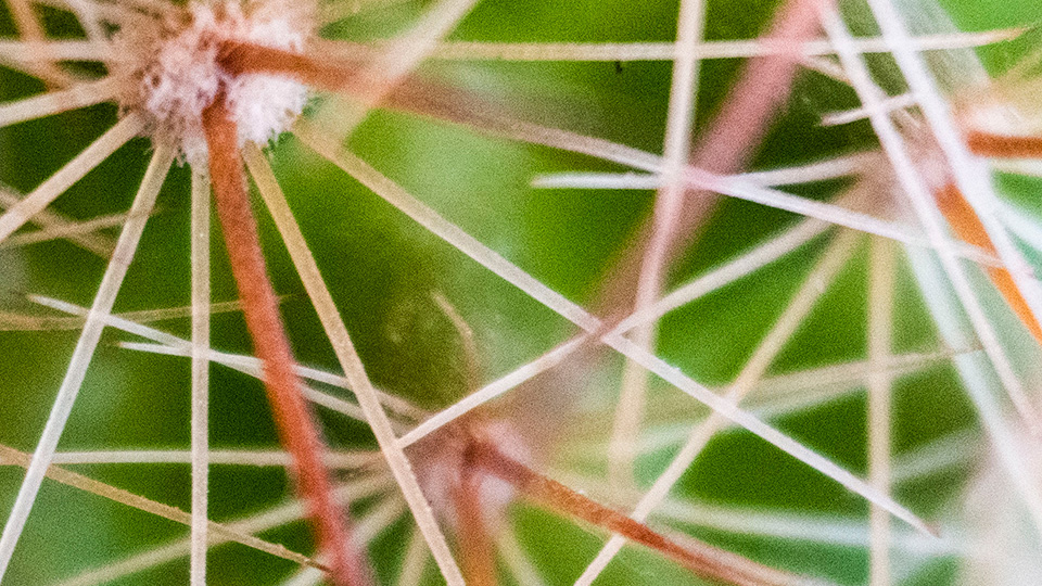 PacoCreagraphix's tweet photo. Fotografía macro a un cactus.
Haz click sobre cada imagen para ver en detalle.
#CactusGulch #cactus #cactusmania #fotografíamacro #creagraphix #fotografia #plants https://t.co/0HmtvVjyFI