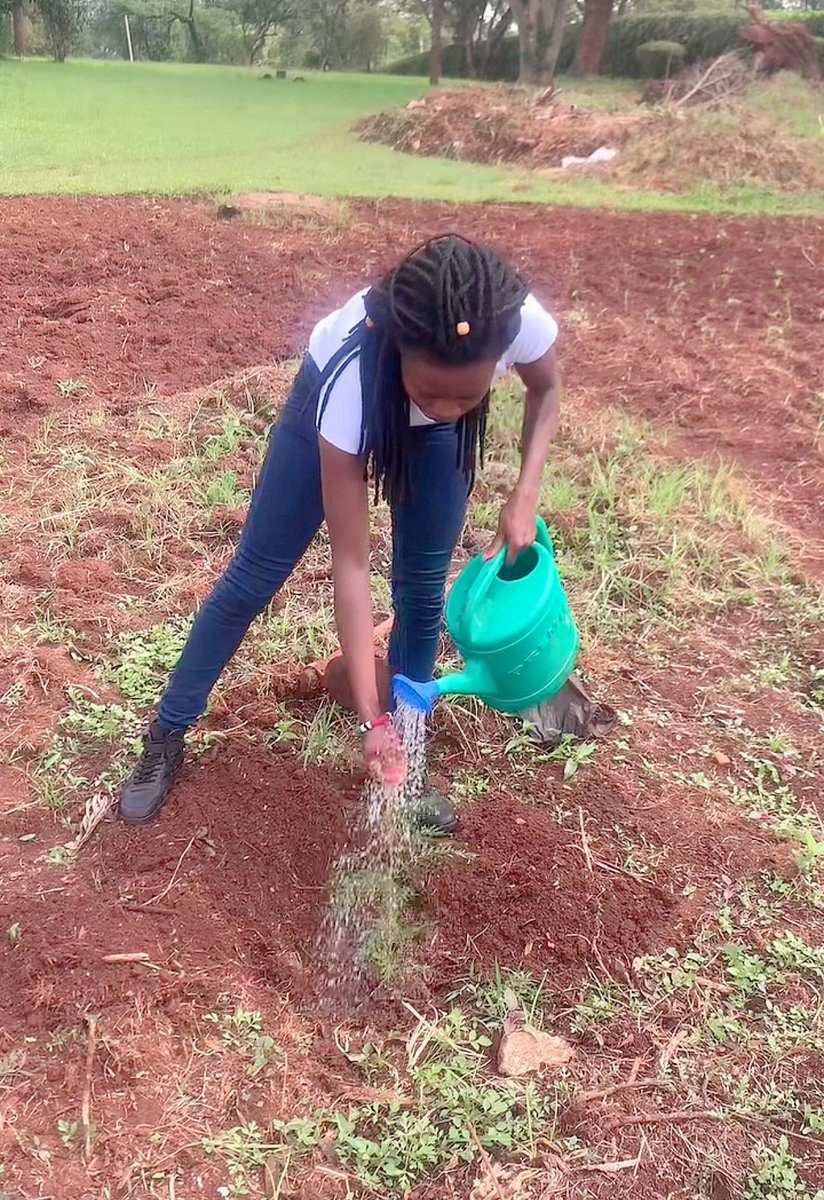 nekesa_victory's tweet photo. Day 3
#14daysofenvironmentalactivism
#letsspeakafrica
Greville,timber,pole, fuelwood,bee forage, mulch, soil conservation, wind break, shade and ornamental.
#14daysofenvironmentalactivism
#letspeakafrica
#brandtransnzoiacbo
#kikwetustreetfashionshow2024
#planttreessavelives https://t.co/2O484XoUOA