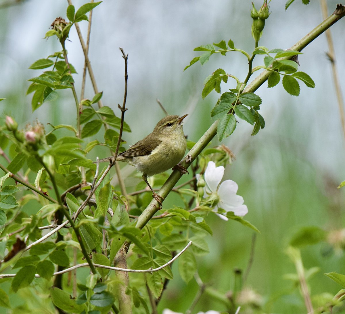 fortiesfc's tweet image. Willow Warbler at NWT Hickling 7 June 24. @NorfolkWT