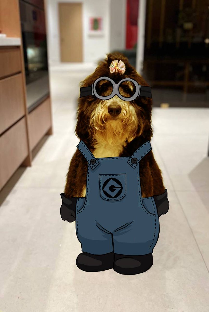 MothersDogSocks tweet picture