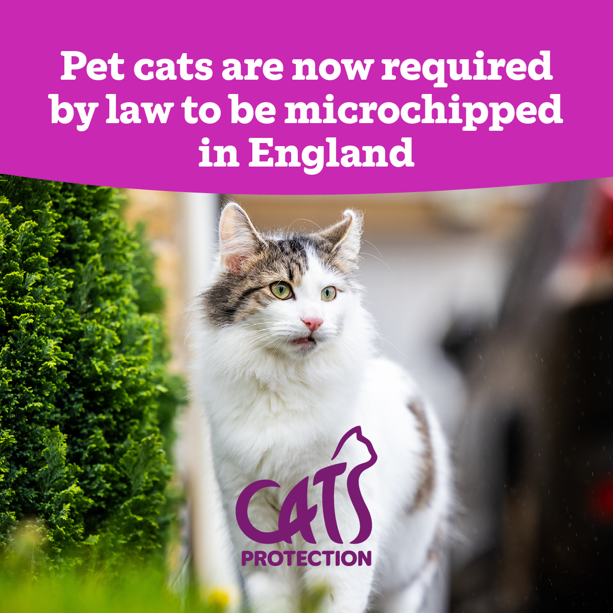 We, along with many others, have lobbied for compulsory microchipping for pet cats, and we are thrilled this has become law in England today! Microchipping your cat gives them the best chance of being returned home to you if they were ever to go missing. spr.ly/Microchipping