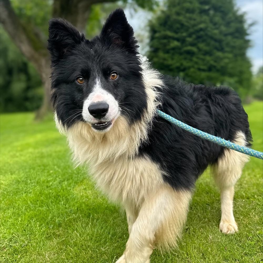 Border Collie Trust tweet media