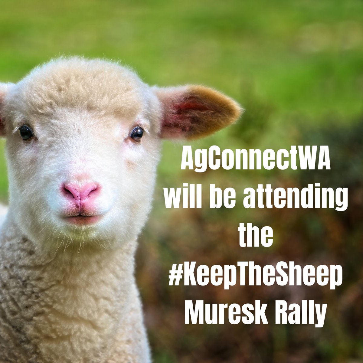 Members of the AgConnectWA committee will be attending the Muresk Rally for #KeepTheSheep this Friday advocating for our members. Will we see you there?