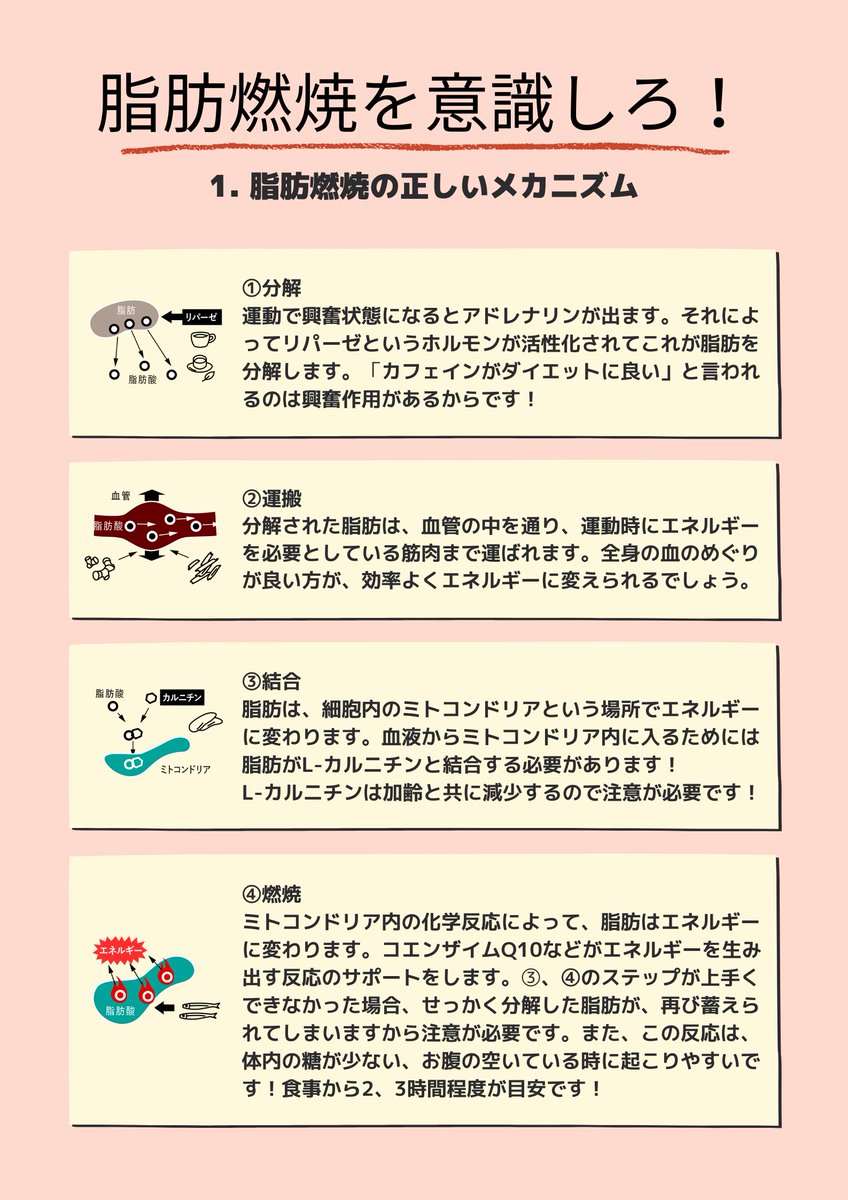 valx_official's tweet photo. 脂肪燃焼の正しいメカニズムについてまとめました。

根本を理解し、無駄な努力はやめて正しく痩せましょう！ https://t.co/FgKUhD3LHE