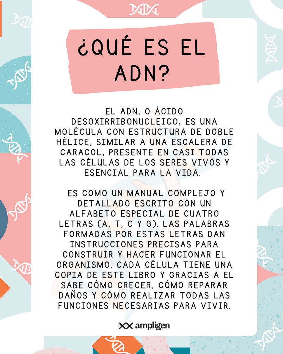 AmpligenTestPat's tweet photo. ¿Qué es el #ADN? 📢 Te lo explicamos! . . . . . . #Genética #BiologíaMolecular #SecuenciaciónADN #Genes #CienciaGenética #InvestigaciónGenética #Genómica #Biotecnología #Ciencia #EstudioGenético #VariaciónGenética #HerenciaGenética #CienciaDeDatosGenéticos #MutacionesGenéticas https://t.co/AaBiV3nPYD