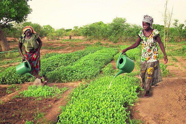 DID YOU KNOW?

🌍 Nigeria🇳🇬 is leading the way in #landrestoration! With over 4million hectares already restored through reforestation and sustainable farming, efforts are transforming degraded lands into thriving ecosystems

Join the movement and help secure a #greener future🌿