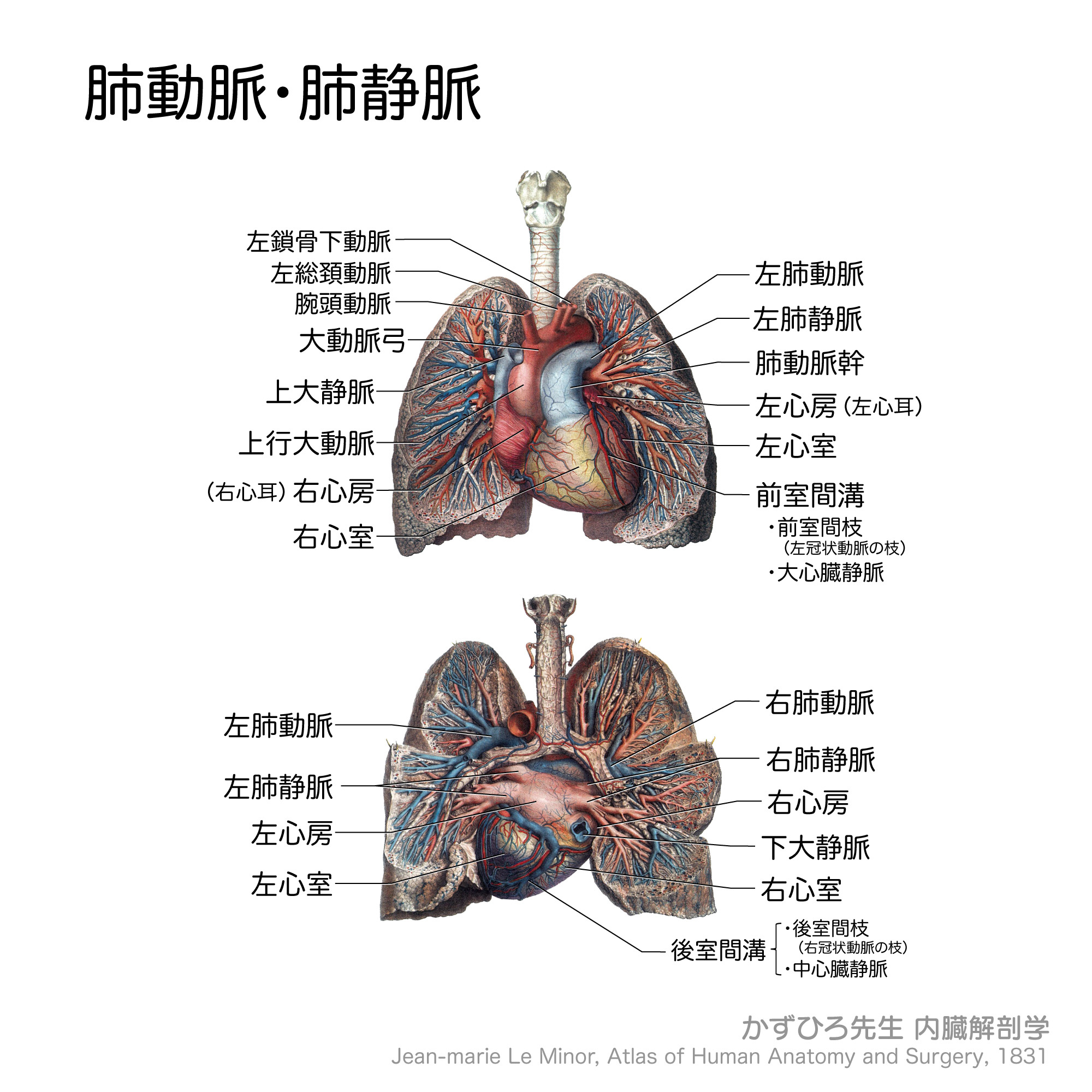 黒澤一弘(かずひろ)解剖学IT教育・指圧師・ラダック on X 黒澤一弘(かずひろ)解剖学IT教育・指圧師・ラダック on X