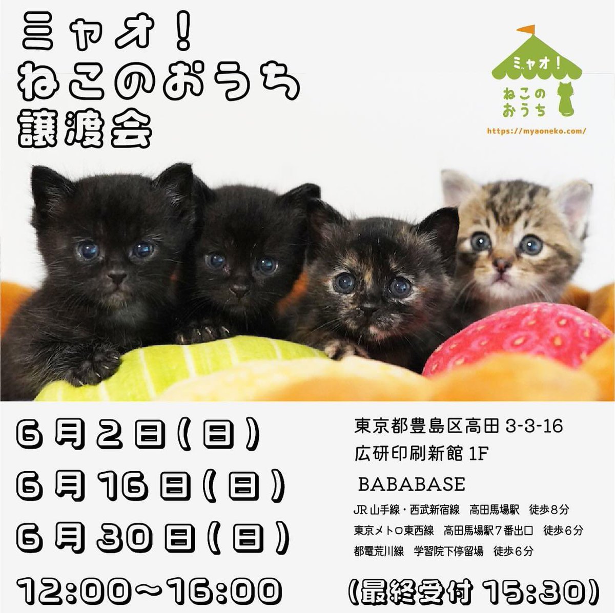 myaoneko55's tweet photo. #ミャオねこ #保護猫譲渡会
2024年6月16日(日)開催
#高田馬場 #BABABASE
12:00〜16:00 (最終受付15:30)
#保護猫 #保護猫と暮らそう #猫がいる生活
#里親募集中 の猫さんを見る♡
→https://t.co/m0SG7yBsuS https://t.co/QI4lN3XUU2