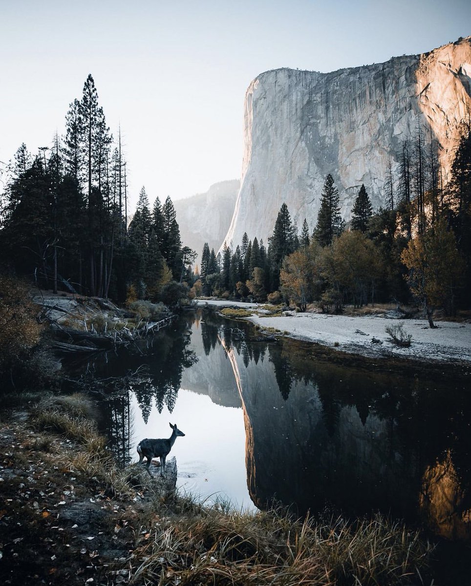 earthcurated's tweet image. Yosemite National Park.