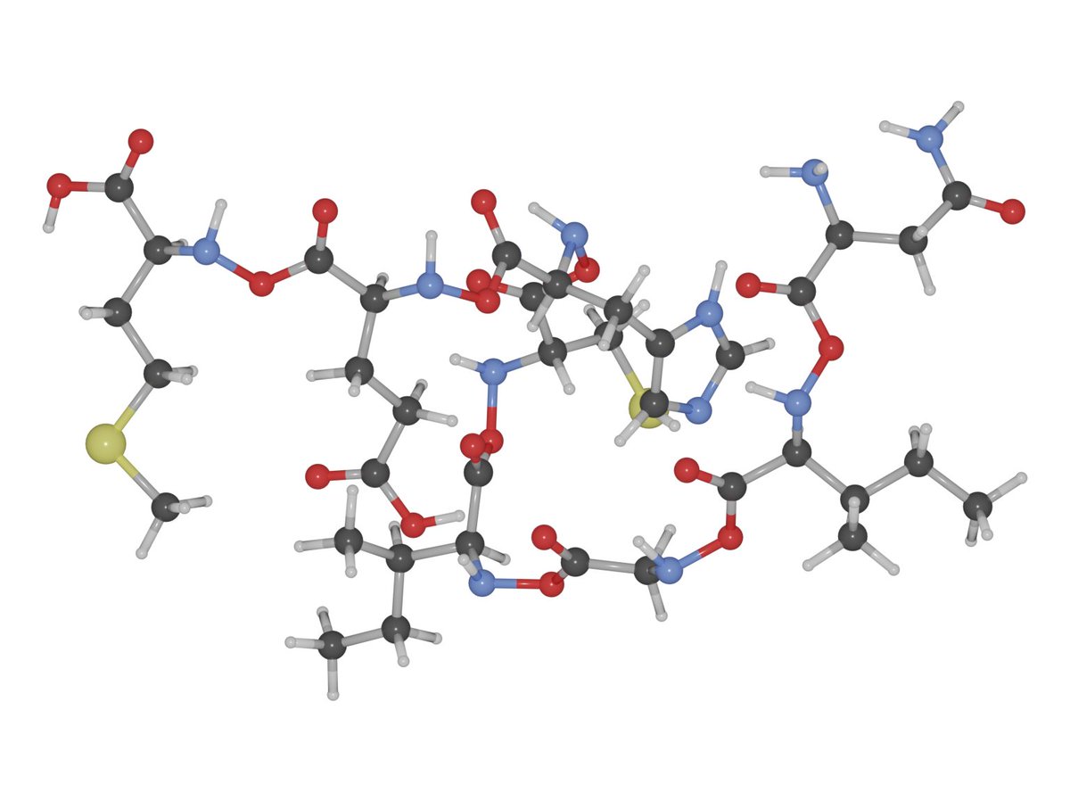 DigichemProject's tweet image. Chemistry up real close: one of the most important (and interesting) building block of life, a peptide. Famed for their complex 3D structures, even this short sequence is difficult to visualise in 2D. Rotations reveal this one has folded into a cylindrical, straw-like shape #CURC