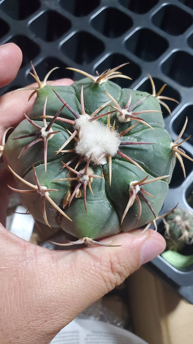 lovesemps tweet media