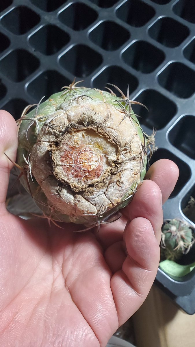 lovesemps tweet media