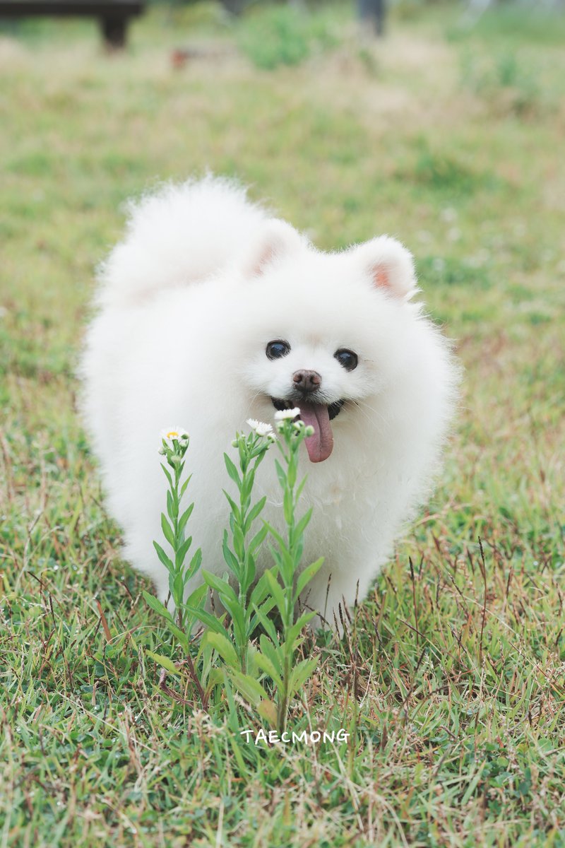 busannuya's tweet photo. 사랑스런  울집 막내 보시고 
편안하고 즐거운 저녁 되세요 ~♡

#Taecmong #택몽 #어르신 https://t.co/epLKllme5j
