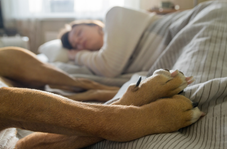 solivesa's tweet image. 🐾💤 ¿Es beneficioso dormir con tu mascota? 💤🐾

Dormir con tu mascota puede ofrecer una gran sensación de seguridad y compañía, especialmente para aquellos que viven solos. 

¡Así que protege a tu familia y a tu mascota y disfruta de ellos mientras duermes a pierna suelta! 🐶🐱