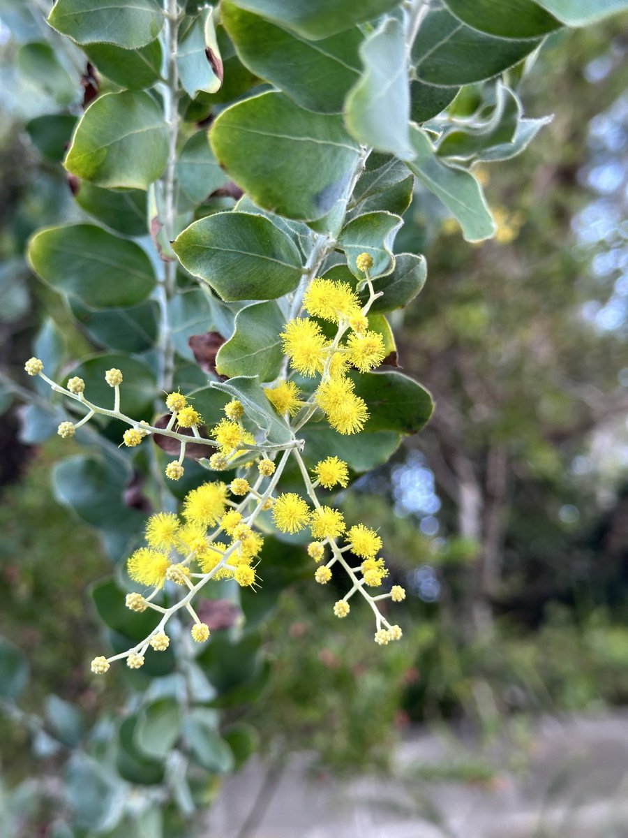 ohsixoneoh's tweet photo. It was not the #run #running I planned on but it was nice anyway 

The #beach, watching waves merge; it’s #Acacia time; curious #Currawong #bird; #LillyPilly #fruits remind me of #blueberries for some reason https://t.co/GSMPpPaiHA