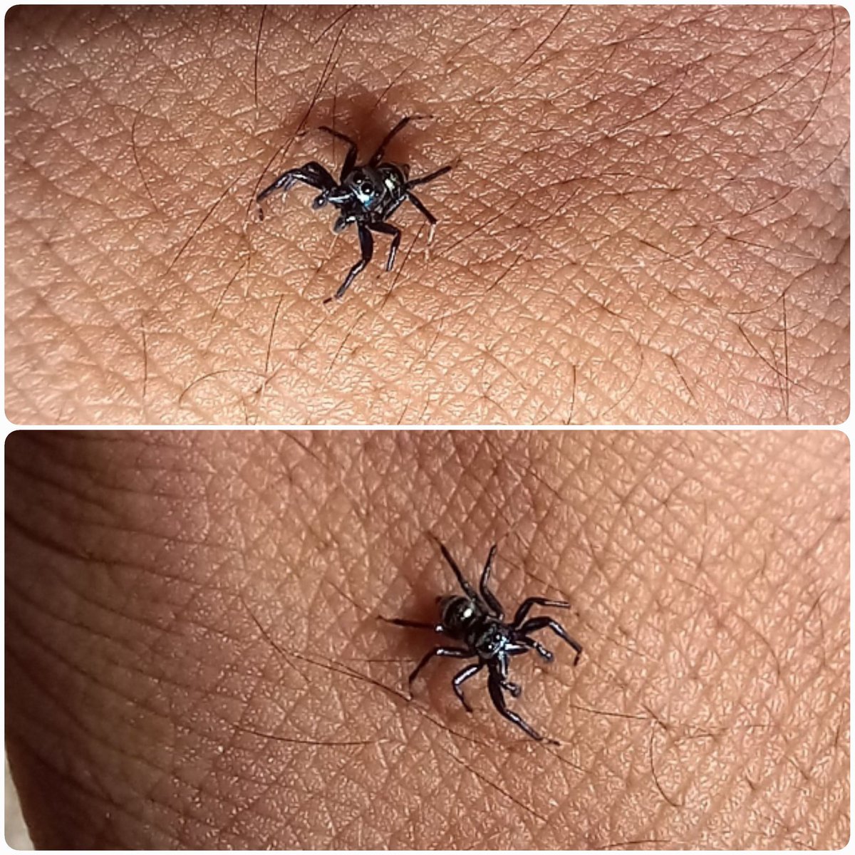 adskPigera's tweet photo. Quality time with a little jumping buddy 🕷
#spider #spiders https://t.co/s8CE8PvFp0