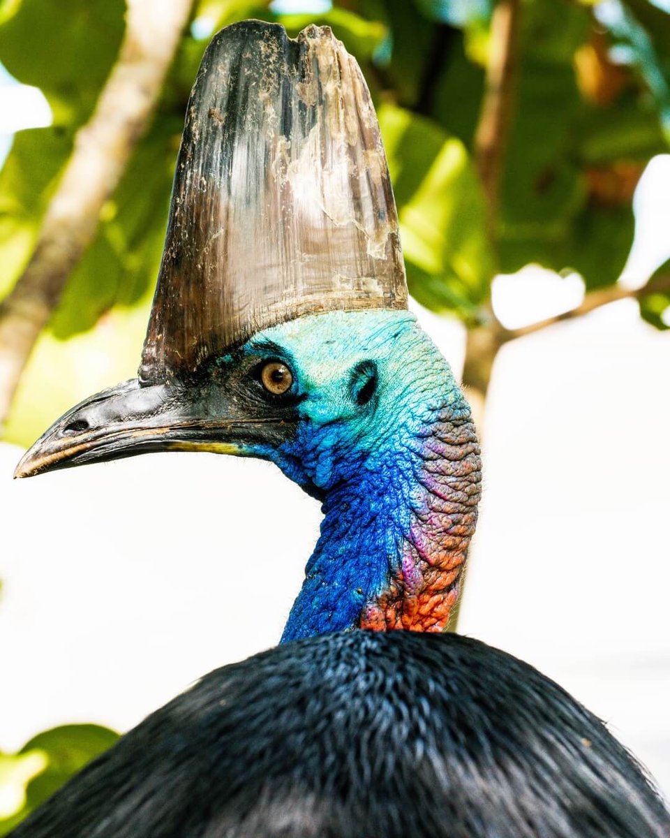 TreeHuggerTravl's tweet photo. 🦤Wildlife Monday: Meet the Majestic Southern Cassowary! 🐾
Endemic to Northern Queensland, the Southern Cassowary is a striking sight with its large grey casque, vibrant blue head, and red neck wattle. https://t.co/BqVK702aax