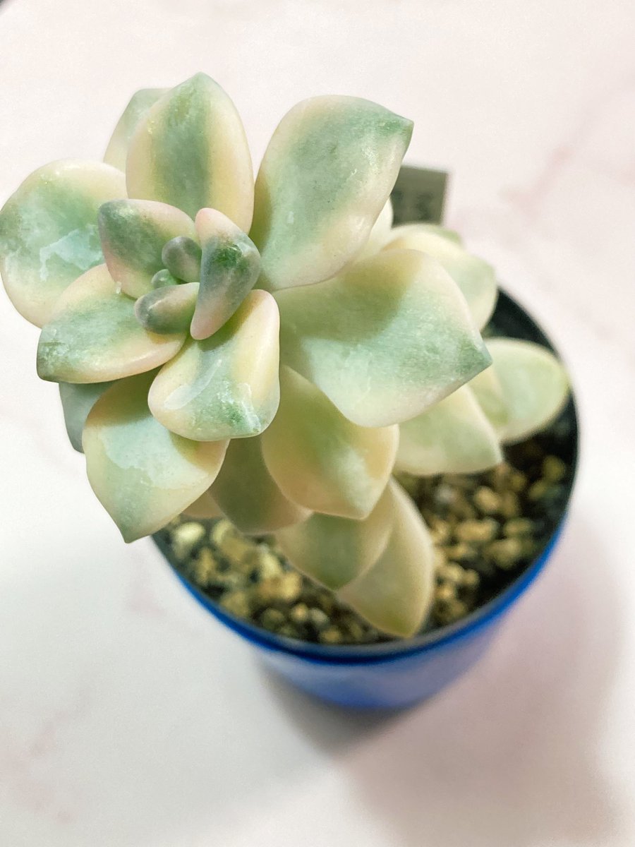 多肉植物 たまちゃ•*¨*•.¸¸♬ ティチュバンス錦