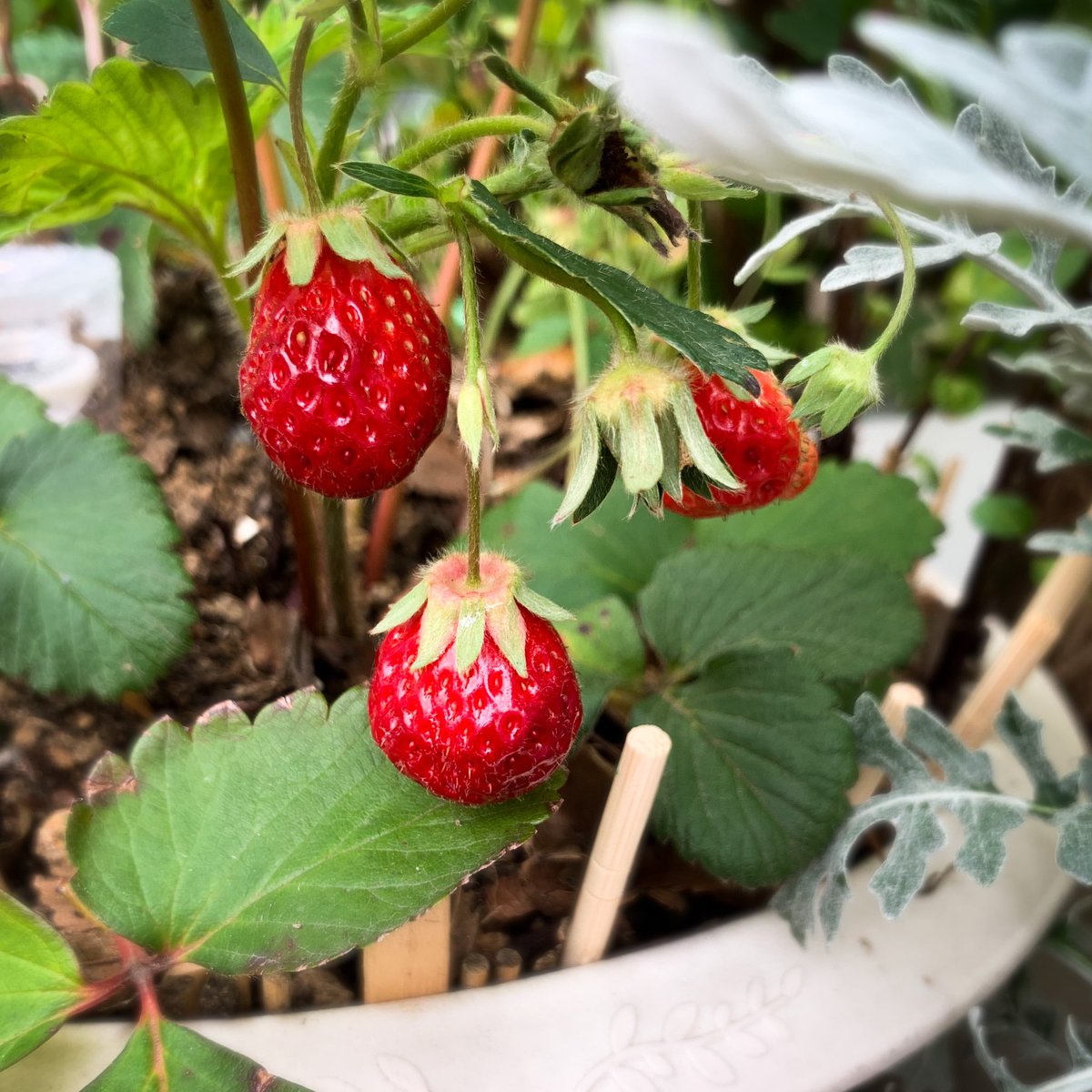 ゆすけsun tweet media